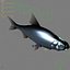 Rutilus rutilus