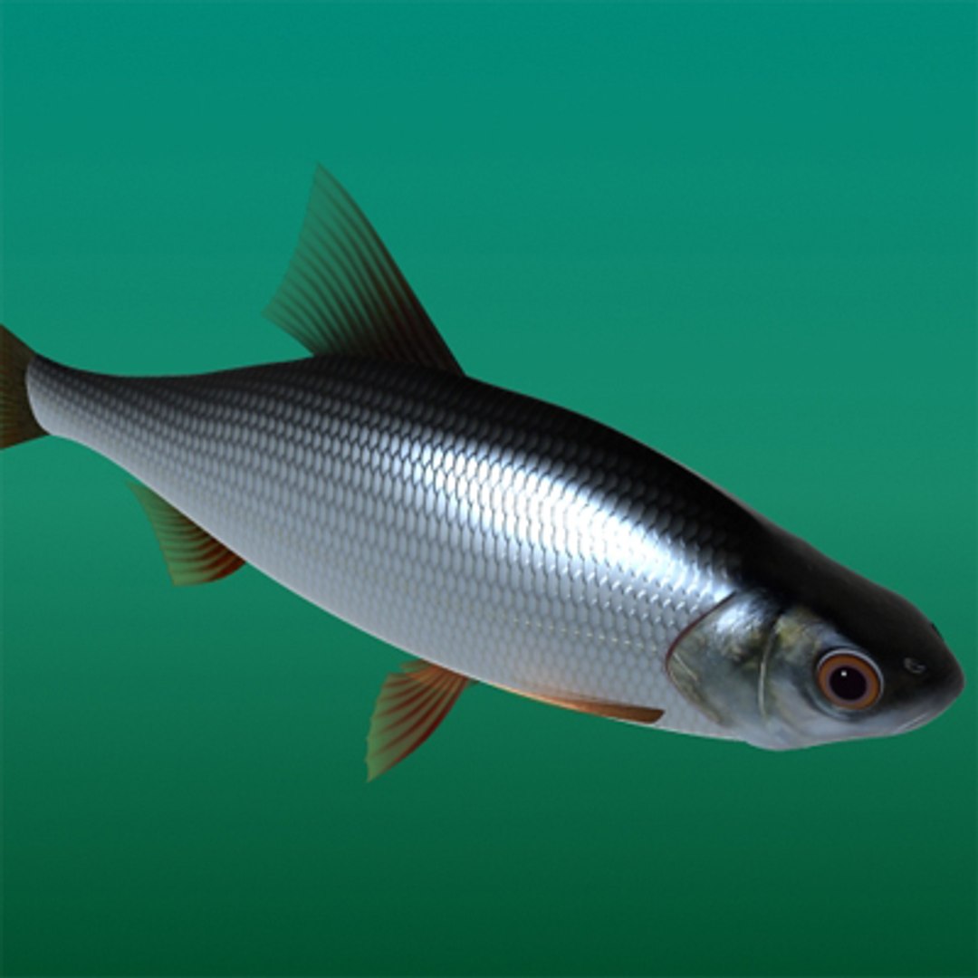 maya fish rutilus https://p.turbosquid.com/ts-thumb/Jh/CnGCCH/YCQtv7OK/1/jpg/1223781388/1920x1080/fit_q87/17cdbf07a0ca92396379f1c312ce6c6f4cb78b4e/1.jpg