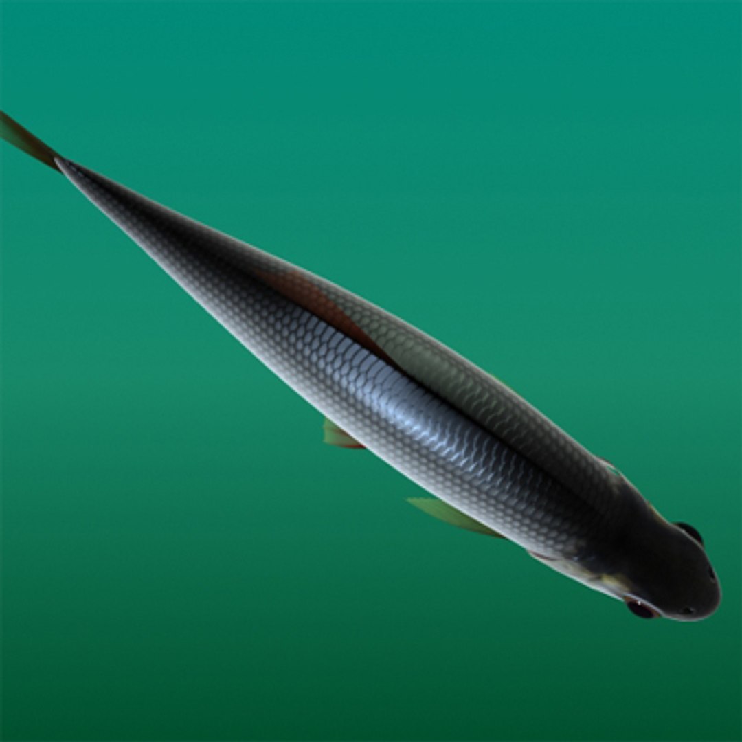 maya fish rutilus https://p.turbosquid.com/ts-thumb/Jh/CnGCCH/ij6l4cgJ/3/jpg/1223781399/1920x1080/fit_q87/851d576e2a584da5c14bc3097ae7cc58d5796164/3.jpg