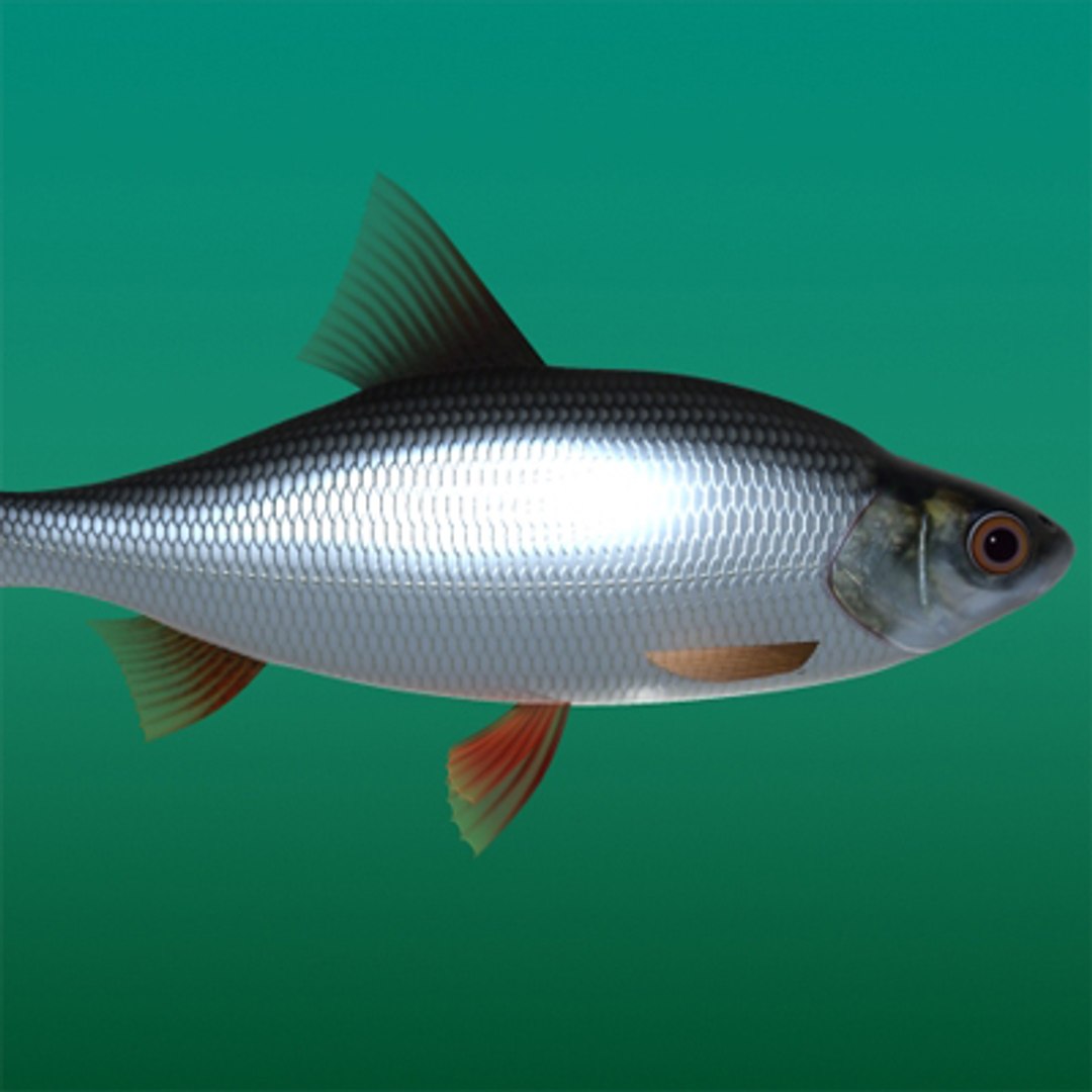 maya fish rutilus https://p.turbosquid.com/ts-thumb/Jh/CnGCCH/j9PLV69E/2/jpg/1223781395/1920x1080/fit_q87/0ba6e681d058fb051012db932efa99458dac5119/2.jpg