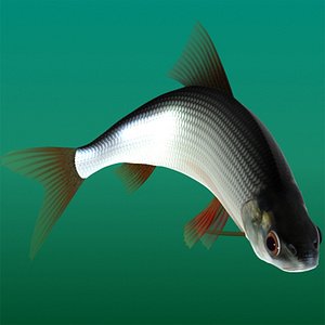 Rutilus rutilus