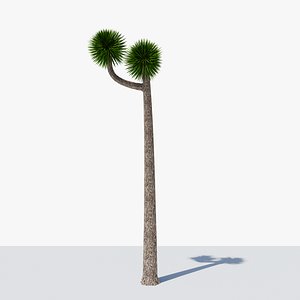Joshua Tree or Yucca Palm v2