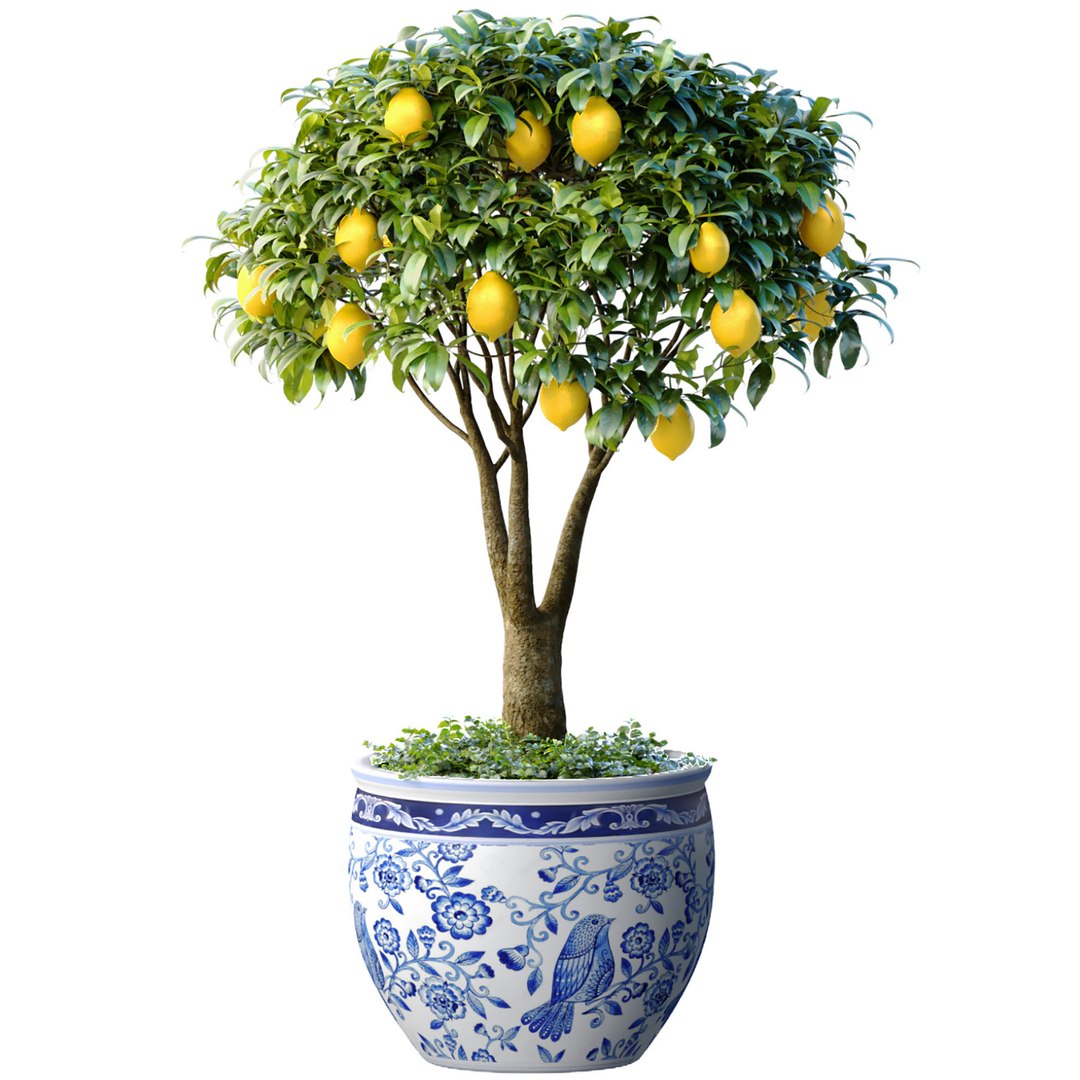 3D Lemon Tree In A Potted Flowerpot Ornamental Citrus Indoor Plant ...
