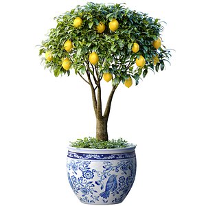 Lemon Tree in a potted flowerpot Ornamental Citrus Indoor plant