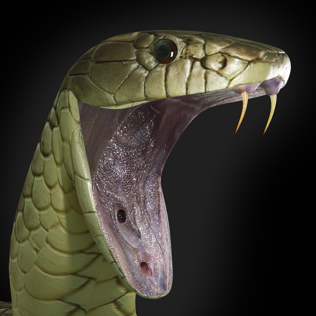 タイガースネーク3Dモデル - TurboSquid 1191057