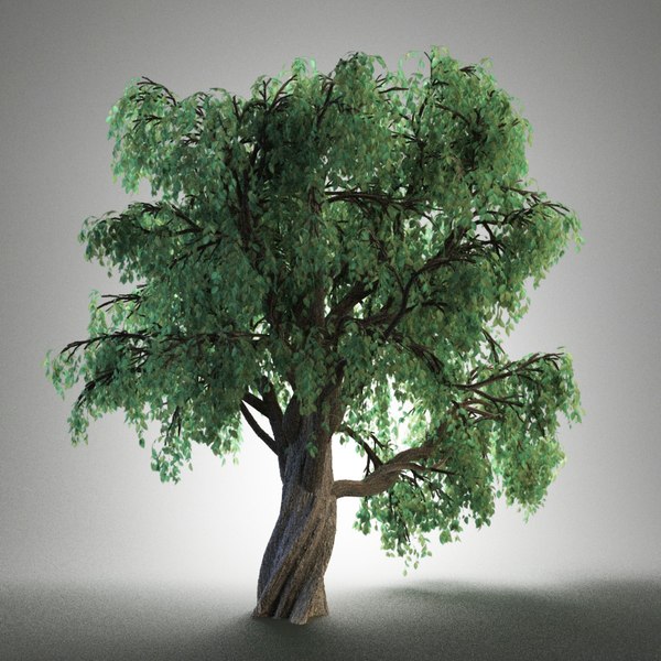 3d old tree model