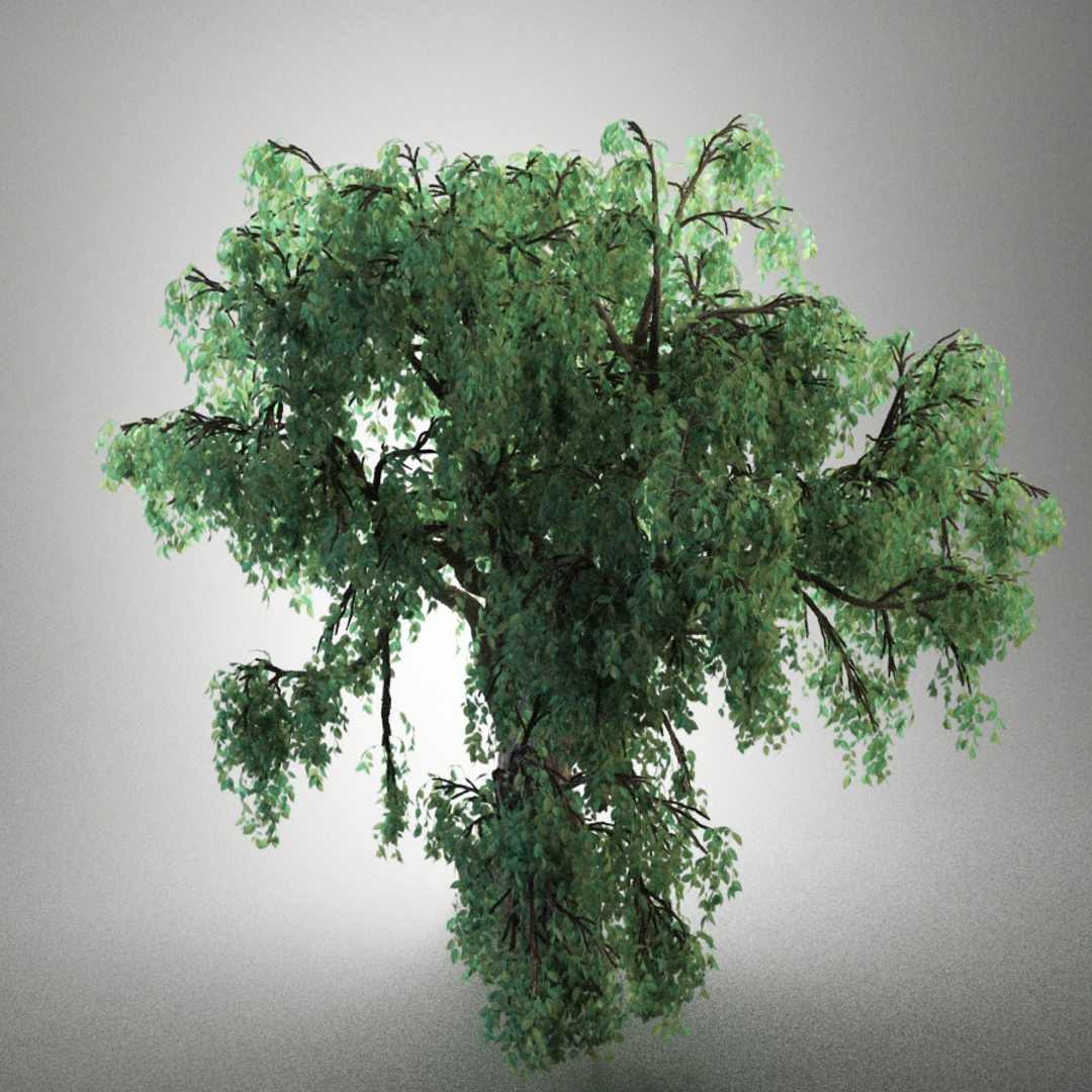 3d old tree model