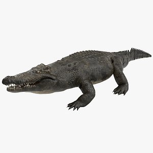 3d model large nile crocodile rigged
