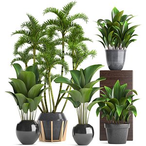 Collection Exotic plants