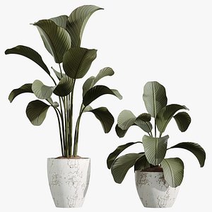 3D AV Calathea Lutea Cuban Cigar Potted Plants