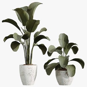 AV Calathea Lutea Cuban Cigar Potted Plants