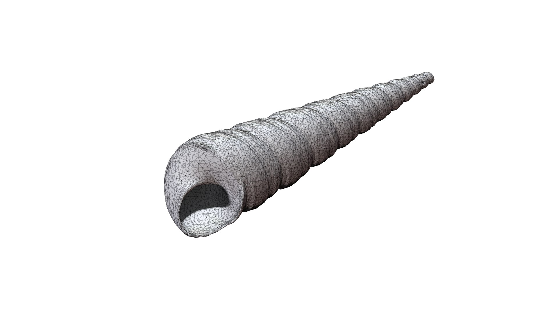Seashell008 3D - TurboSquid 1784275