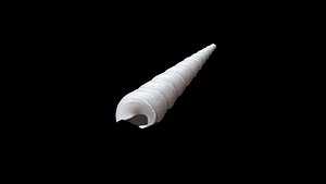 Seashell 008 3D CT scan model