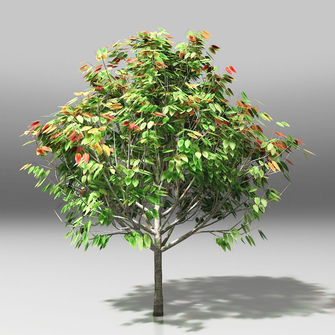 10 trees maple pine 3d max https://p.turbosquid.com/ts-thumb/Jh/nsQRgd/8ay813kO/tree_.rgb_color.00062/jpg/1428628747/1920x1080/fit_q87/b40827d68bfdaecafbbae87c78a1096c76f6b3f5/tree_.rgb_color.00062.jpg