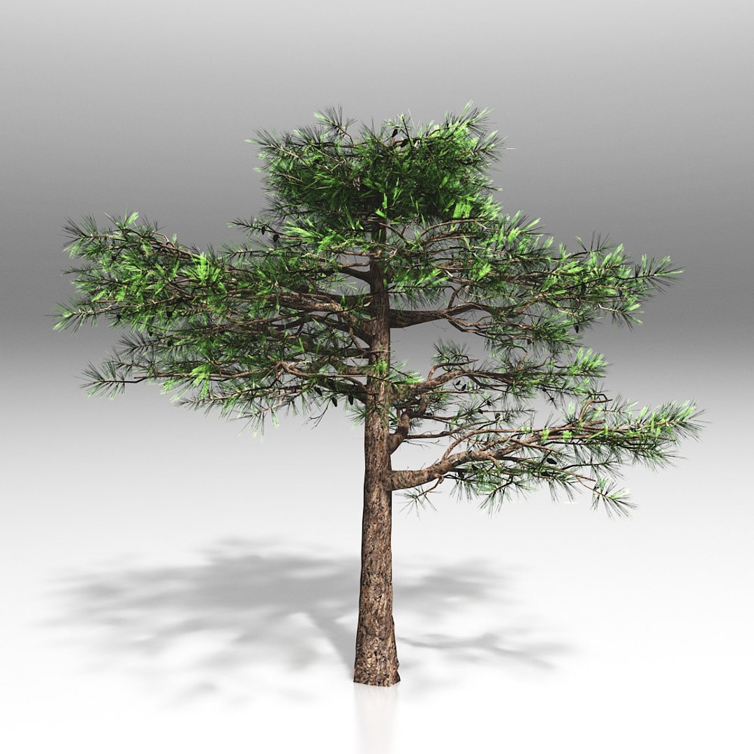 10 trees maple pine 3d max https://p.turbosquid.com/ts-thumb/Jh/nsQRgd/U67RNmaF/tree_.rgb_color.00002/jpg/1428628747/1920x1080/fit_q87/459368ca6fb9a2d049fffb0dd3892b4eadaa7b9b/tree_.rgb_color.00002.jpg