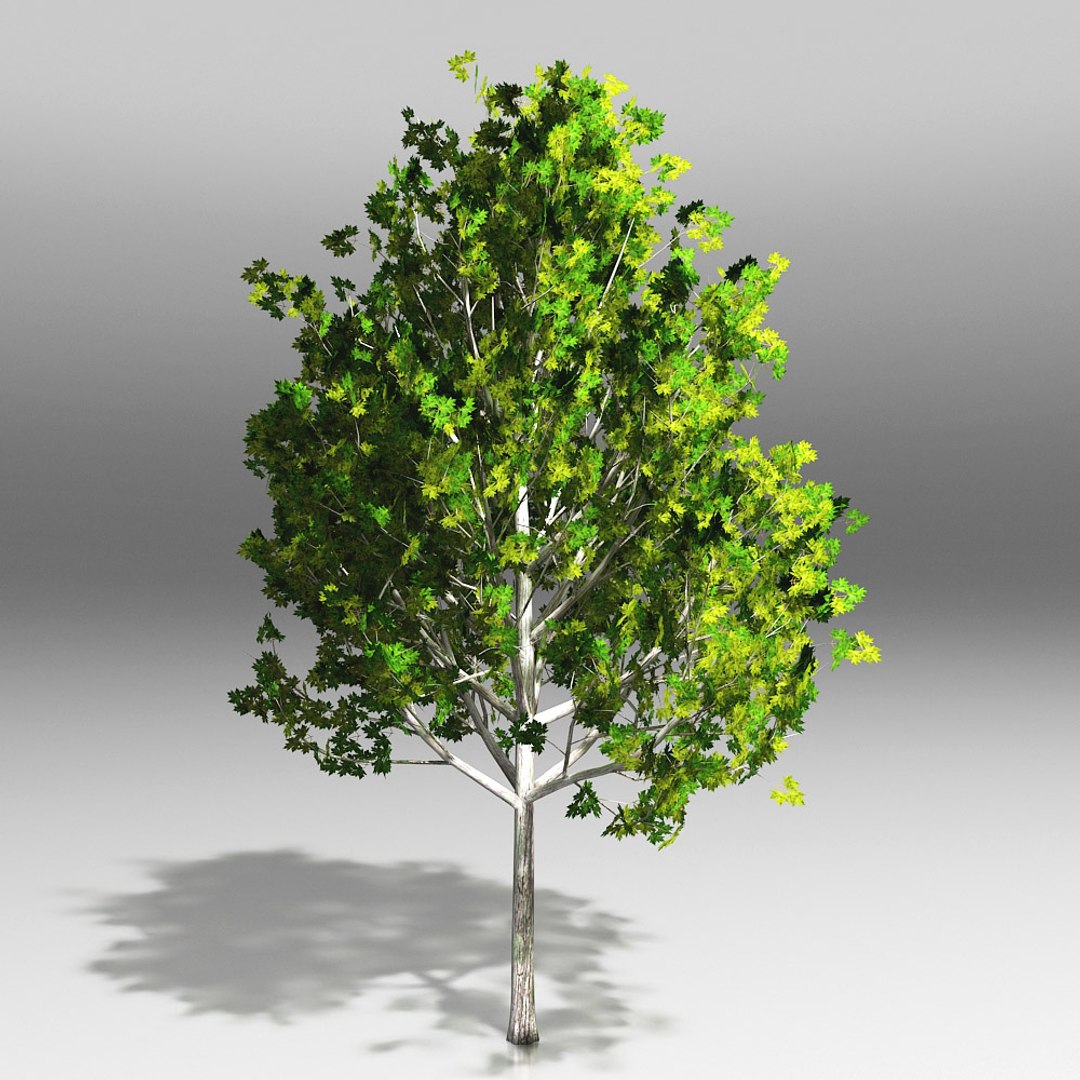 10 trees maple pine 3d max https://p.turbosquid.com/ts-thumb/Jh/nsQRgd/iJ57Fre8/tree_.rgb_color.0000/jpg/1428628747/1920x1080/fit_q87/c8b5a1ee667705eac1a9a4ebfb20ac68ad847aeb/tree_.rgb_color.0000.jpg