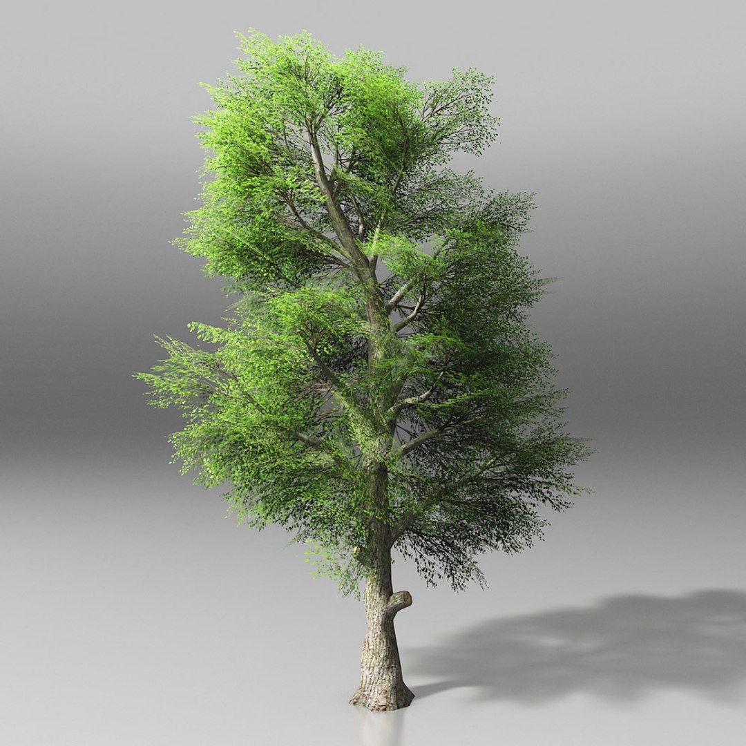 10 trees maple pine 3d max https://p.turbosquid.com/ts-thumb/Jh/nsQRgd/kyHgAYd7/tree_.rgb_color.0009/jpg/1428628747/1920x1080/fit_q87/d7fc0ac0f0db0686a3e235773a686ab4547fe4c3/tree_.rgb_color.0009.jpg