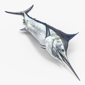 Blue Marlin Lying on the Floor