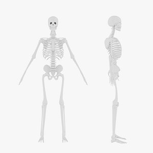 Human Skeleton 3D Model - Realistic Human Skeleton Anatomy