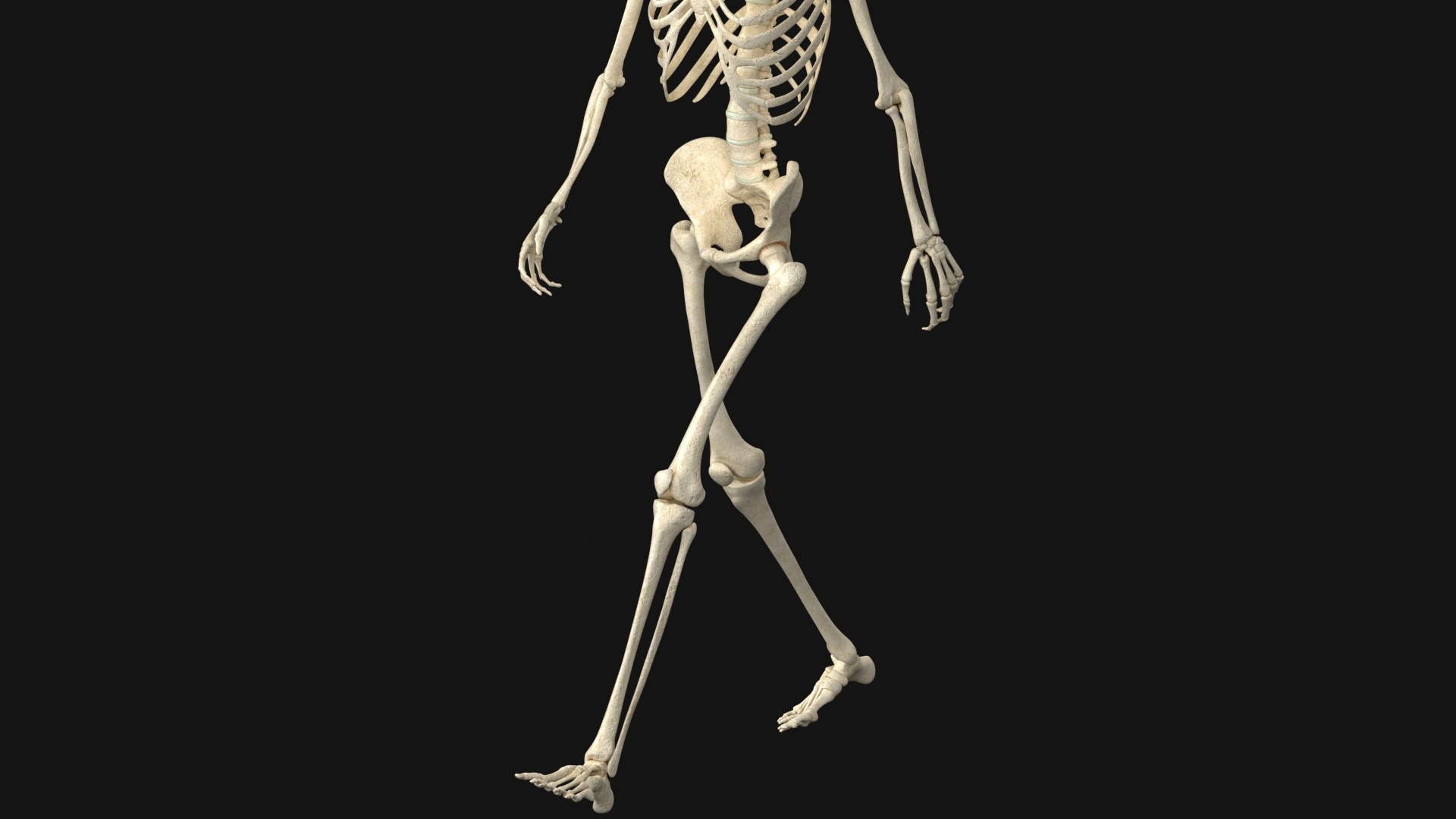 3D Human Skeleton - Rigged Animated Walk Run Loop https://p.turbosquid.com/ts-thumb/Jh/tOb7yW/8Z/p7/jpg/1752326061/1920x1080/fit_q87/32b951cb8dd6a7036e1827bbc07a269395821cee/p7.jpg