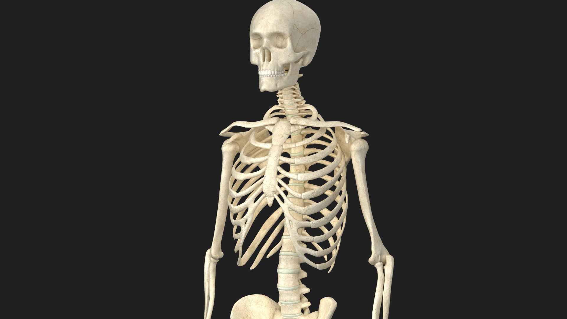 3D Human Skeleton - Rigged Animated Walk Run Loop https://p.turbosquid.com/ts-thumb/Jh/tOb7yW/9N/001_00/jpg/1752326060/1920x1080/fit_q87/a306feeca46a5ab61813987f1d75daeb7dbaa2b2/001_00.jpg