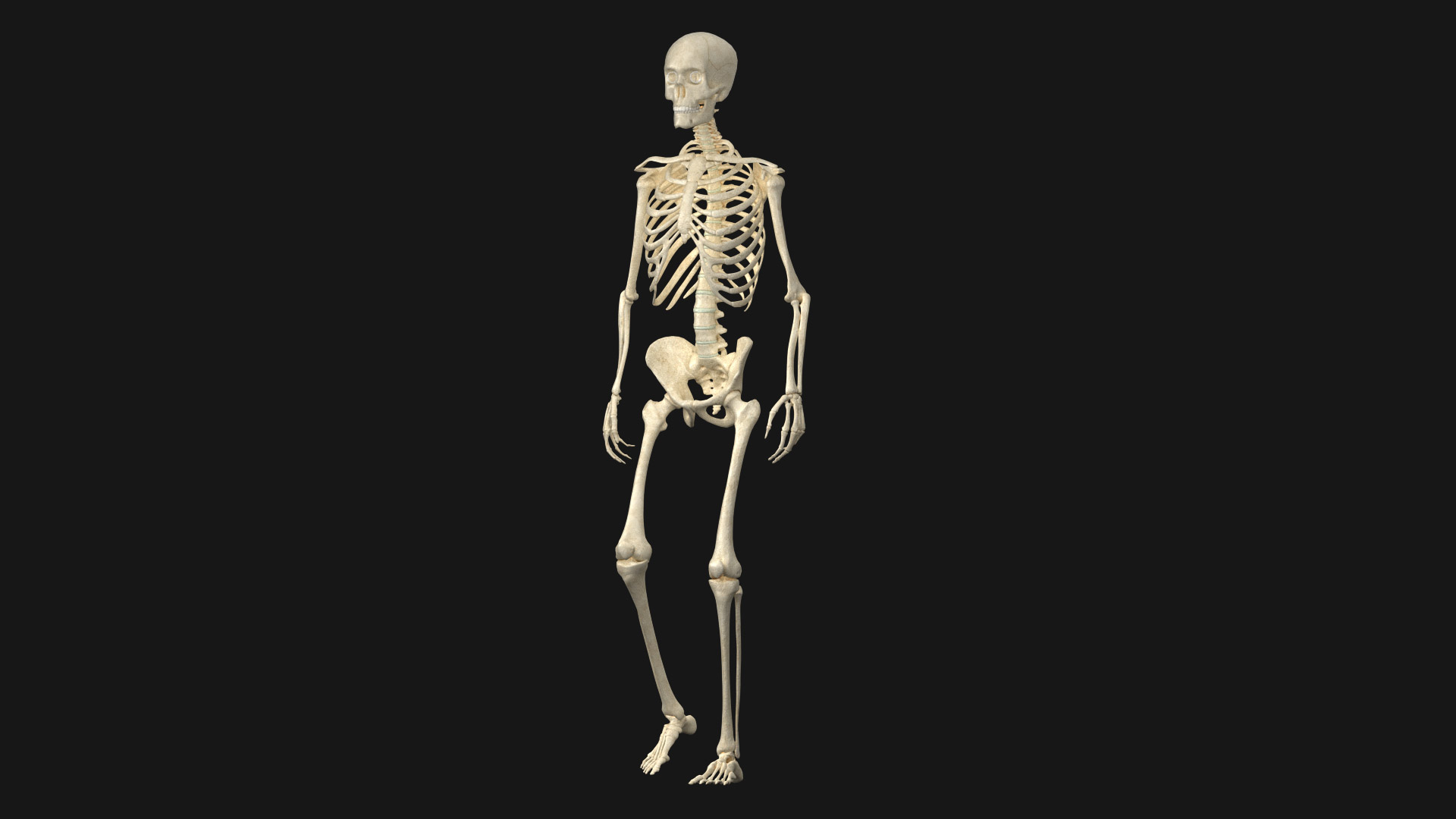 3D Human Skeleton - Rigged Animated Walk Run Loop https://p.turbosquid.com/ts-thumb/Jh/tOb7yW/Ik/walk/jpg/1752325932/1920x1080/turn_fit_q99/5e6cab50f30064569d41177ac2c35b1c1631c79f/walk-1.jpg