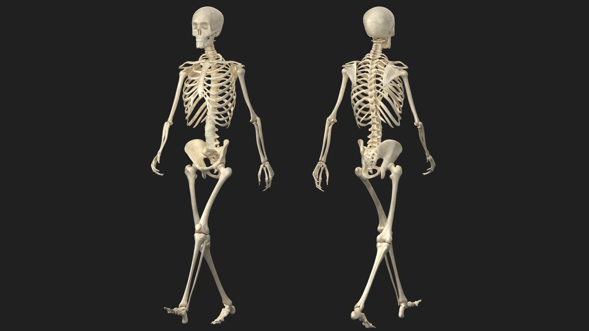 3D Human Skeleton - Rigged Animated Walk Run Loop https://p.turbosquid.com/ts-thumb/Jh/tOb7yW/NV/03_00/jpg/1752326060/1920x1080/fit_q87/5cfb06cb32e726a73747275fb02d1196f6638b43/03_00.jpg