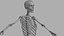 Esqueleto Humano - Rigged Animated Walk Run Loop