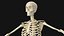 Esqueleto Humano - Rigged Animated Walk Run Loop