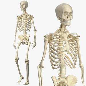 Human Skeleton - Rigged Animated Walk Run Loop