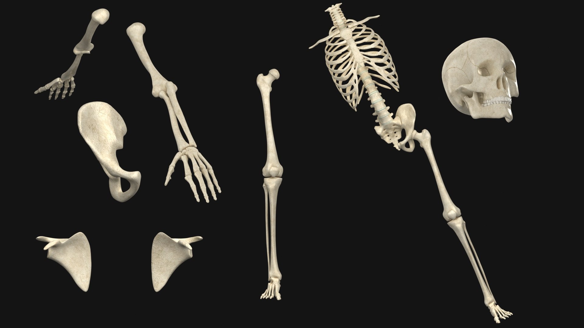 3D Human Skeleton - Rigged Animated Walk Run Loop https://p.turbosquid.com/ts-thumb/Jh/tOb7yW/mr/p8/jpg/1752326062/1920x1080/fit_q87/fe3485d0561289f45616e856ab33458699b5b235/p8.jpg