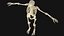 Esqueleto Humano - Rigged Animated Walk Run Loop