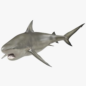 pigeye shark pose 2 3d c4d