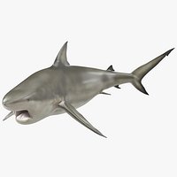 Pigeye Shark Pose 2
