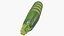 Fresh Green Zucchini Slices