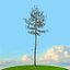 trees spring 3D model