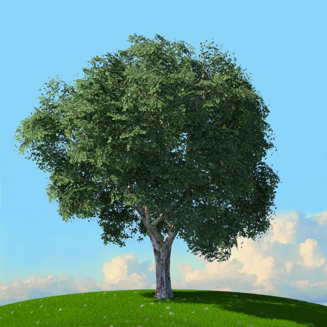 trees spring 3D model https://p.turbosquid.com/ts-thumb/Ji/GBNEWX/4DNbDRYm/05/jpg/1606301133/1920x1080/fit_q87/25a44b2b896c111e6a37cbb3a9c7f34ae0a25e43/05.jpg