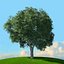 trees spring 3D model