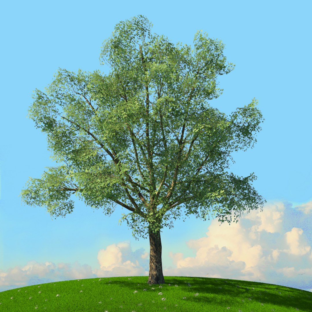 trees spring 3D model https://p.turbosquid.com/ts-thumb/Ji/GBNEWX/5ZKseDCx/06/jpg/1606301144/1920x1080/fit_q87/963cef6620620d92790130cd86f3dd111e4b45f9/06.jpg