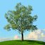 trees spring 3D model