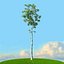 trees spring 3D model