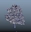 trees spring 3D model