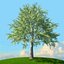 trees spring 3D model