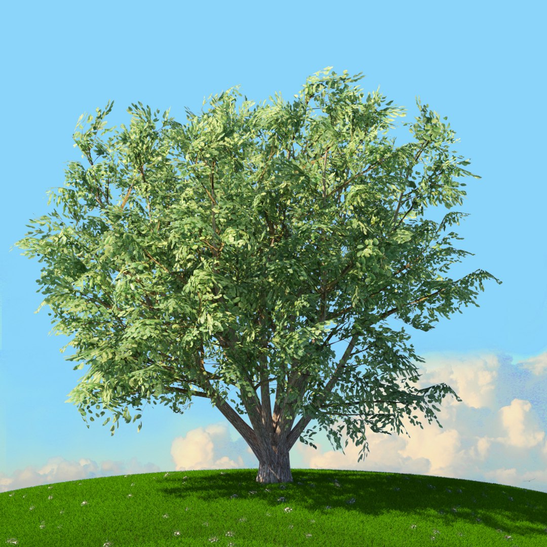 trees spring 3D model https://p.turbosquid.com/ts-thumb/Ji/GBNEWX/AwVx9euo/14/jpg/1606307013/1920x1080/fit_q87/0bc63620072711e20b3e07b9b10ea83fbaacf821/14.jpg