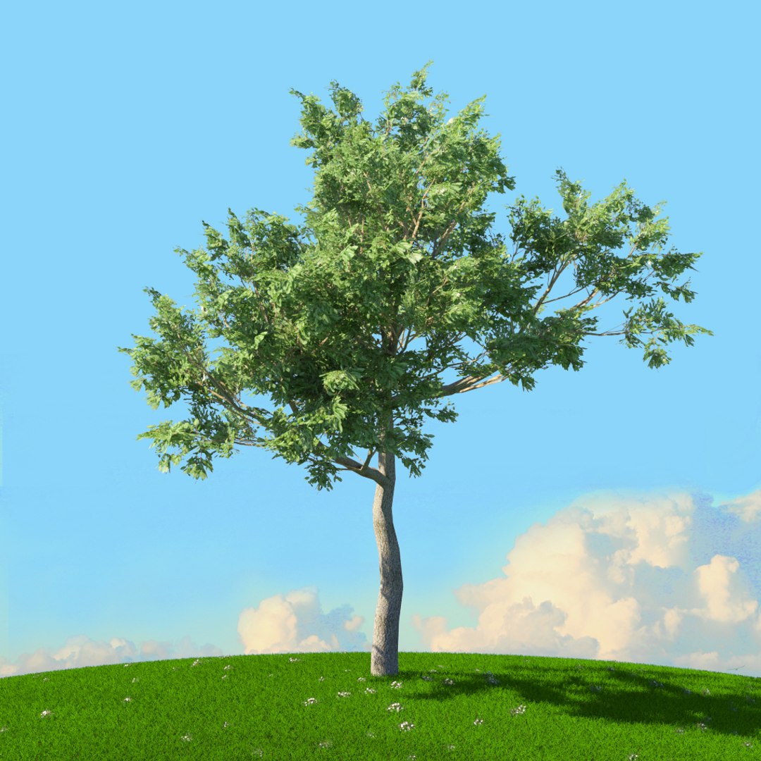trees spring 3D model https://p.turbosquid.com/ts-thumb/Ji/GBNEWX/DjhgYraY/02/jpg/1606301094/1920x1080/fit_q87/336a5d4a897325541bd3ac1ab957cab88da1ec3a/02.jpg