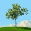 trees spring 3D model