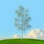 trees spring 3D model