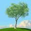 trees spring 3D model