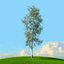 trees spring 3D model