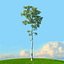 trees spring 3D model